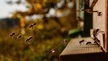 Honigbienen beim Anflug auf einen Bienenstock