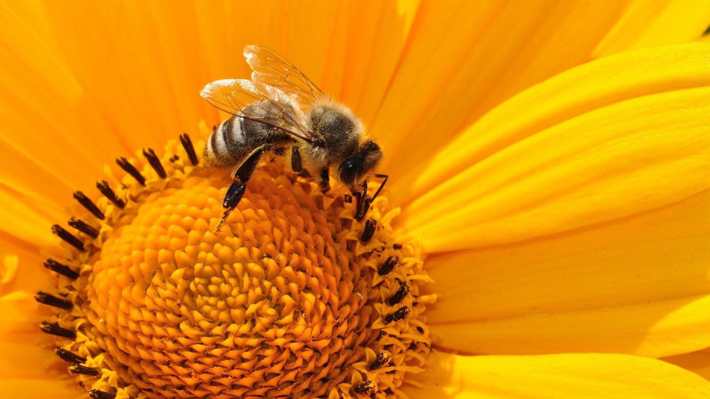 Honigbiene sammelt Pollen in einer Blüte