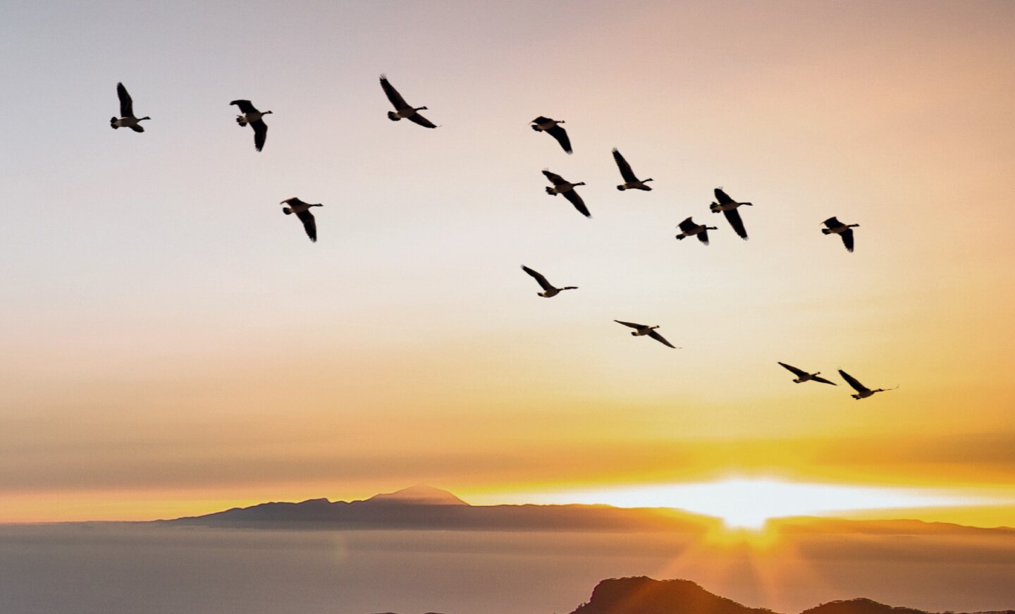 Vögel am Abendhimmel