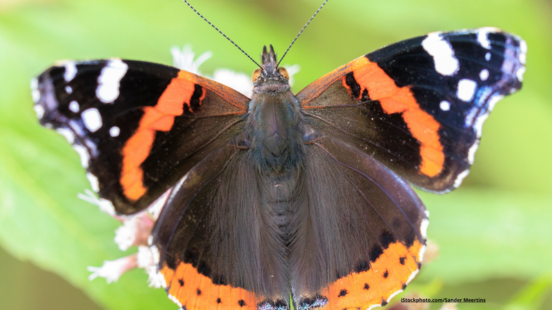 Admiral-Schmetterling: Farbenpracht in Schwarz, Rot und Weiß