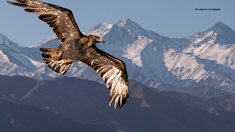 Berge und Gebirge: Wie sich Vögel ihren Lebensraum erschaffen