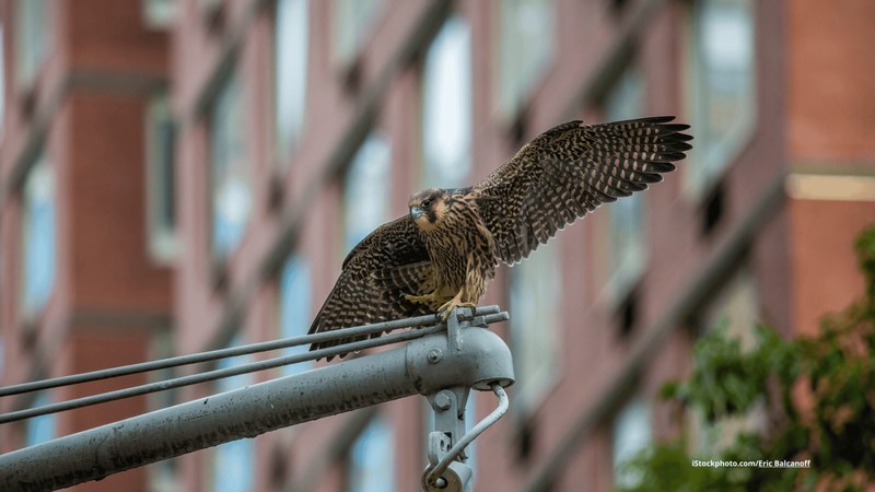 Urban Birding: Vögel in der Stadt beobachten