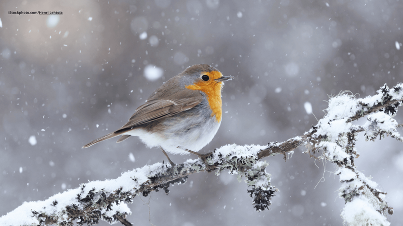 Warum gilt das Rotkehlchen als Weihnachtsvogel?