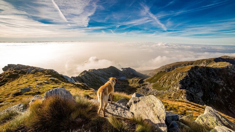 Wandern mit Hund: Alles, was Sie wissen müssen