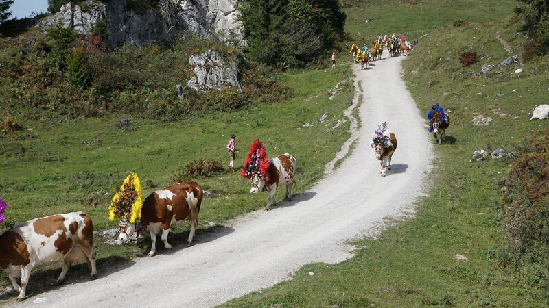 Almabtrieb am Königssee