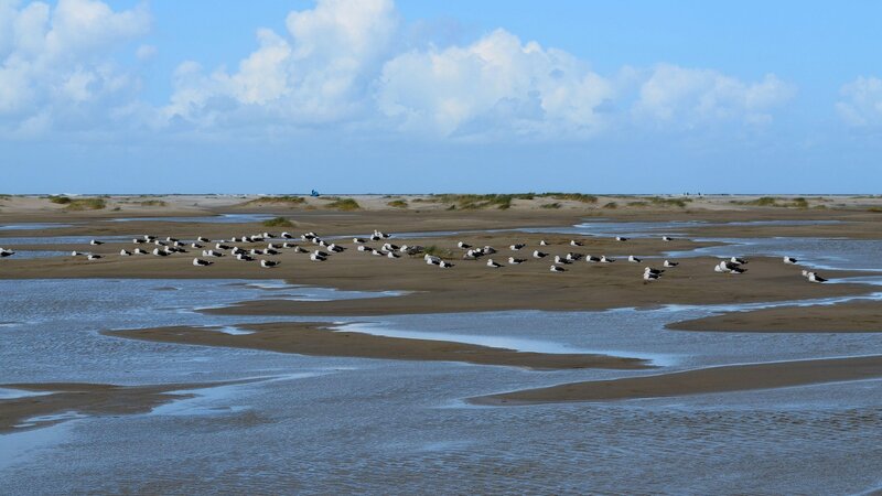 Arktische Watvogelarten im Nationalpark Wattenmeer beobachten