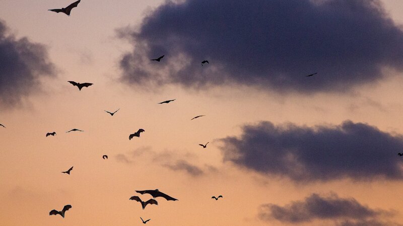 Batnight 2022: Beobachten Sie Fledermäuse direkt vor der Haustür
