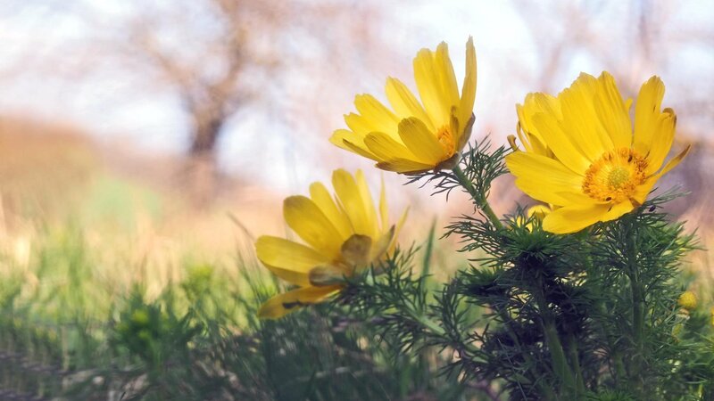 Den Frühling genießen in Oderhänge Mallnow