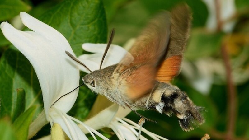 Der Kolibri unter den Schmetterlingen: Das Taubenschwänzchen