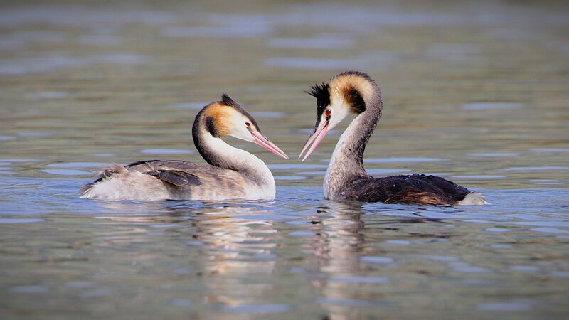 Der Liebestanz der Vögel