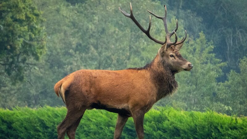 Die Brunftzeit der Rothirsche: Tierbeobachtungen im Herbst