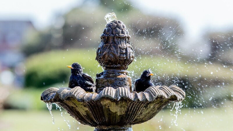 Ein vogeltauglicher Sommergarten
