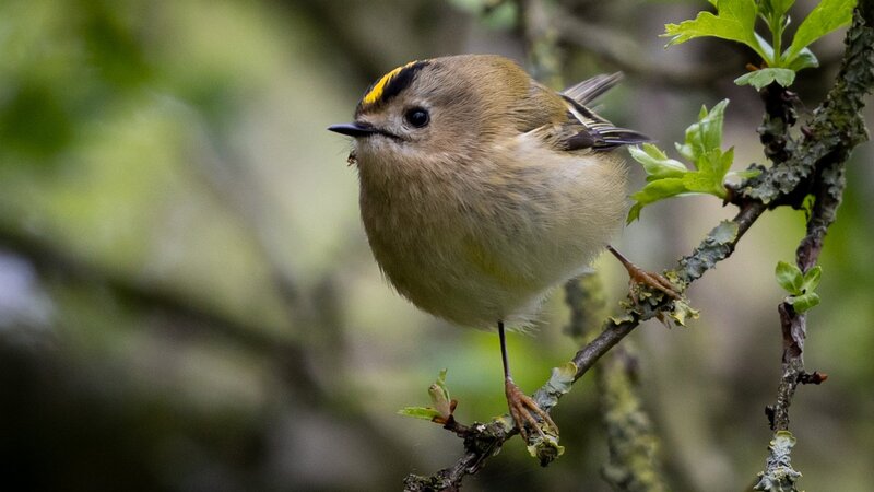 Emsig hüpfender Federball: Das Wintergoldhähnchen im Vogelporträt