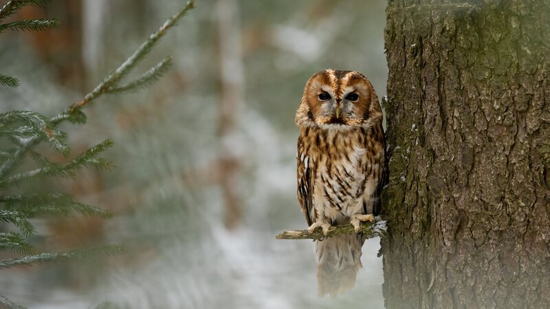 Eulen im Winter – Wissenswertes und Beobachtungstipps