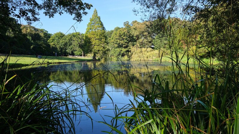 Faszinierende Wasservögel: Entdeckungen im Stadtpark