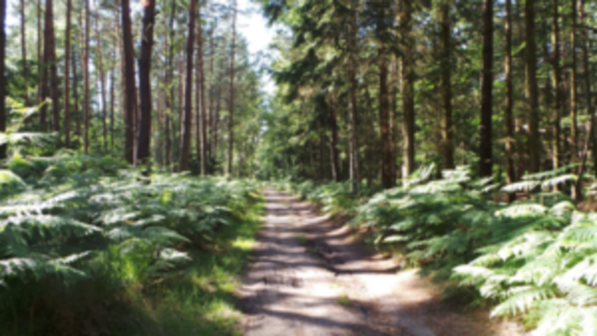 Ein Pfad im Wald