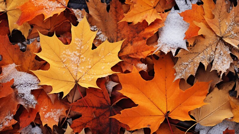Herbstende: Das passiert im November mit der Natur