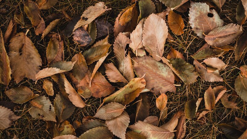 Laub im Herbst: Aufsammeln, entfernen oder einfach liegen lassen?