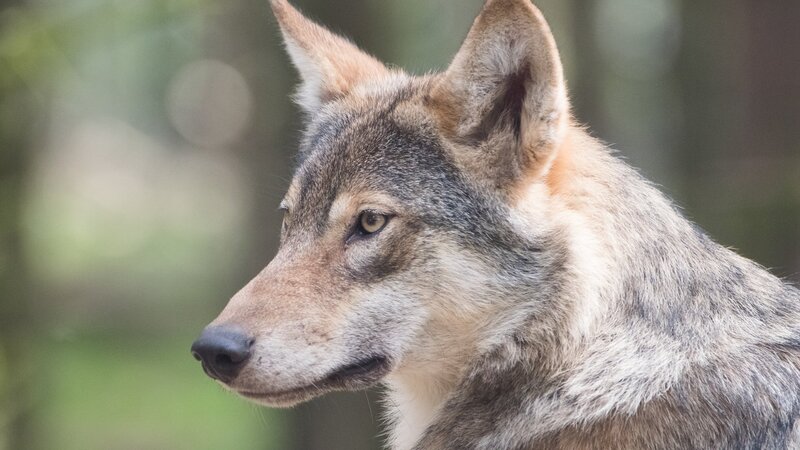 Mit den Wölfen heulen: Zu Besuch im Wolfcenter Niedersachsen