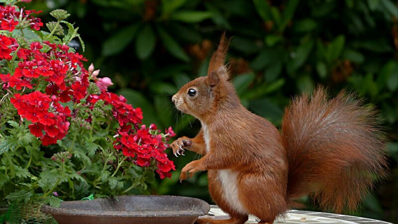 Schaffen Sie ein Tierparadies: Tipps für einen tierfreundlichen Garten