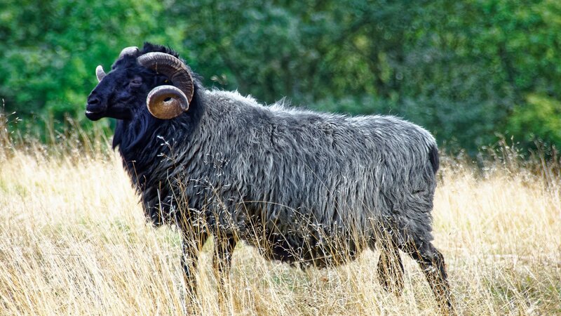 Schnuckelige Schafe: Heidschnucken entdecken in der Lüneburger Heide