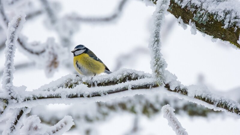 Stunde der Wintervögel 2024 - Mitmachaktion
