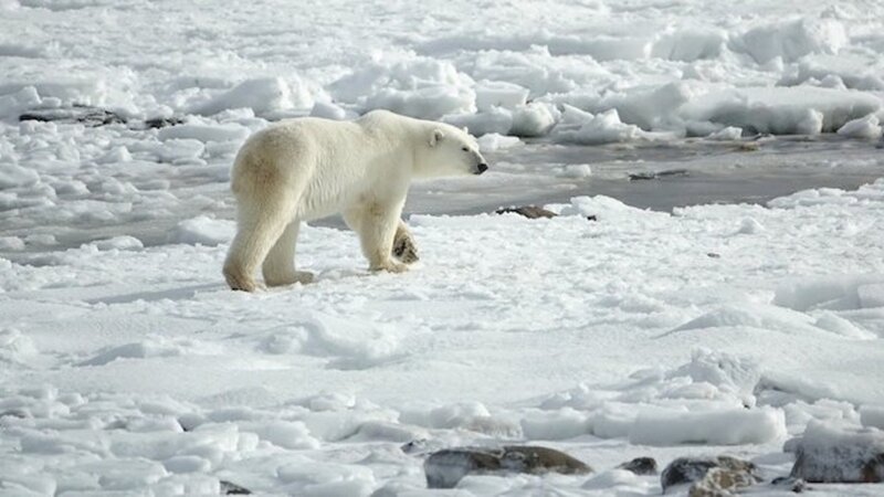 Tag der Eisbären: Ihr Lebensraum schmilzt
