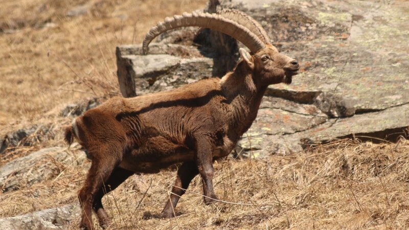 Tiere in den Alpen kennenlernen: Der Steinbock