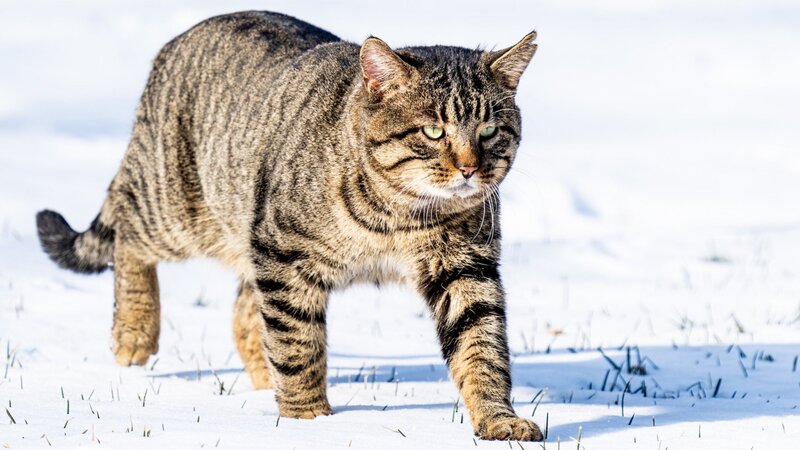 Tierporträt: Die Europäische Wildkatze