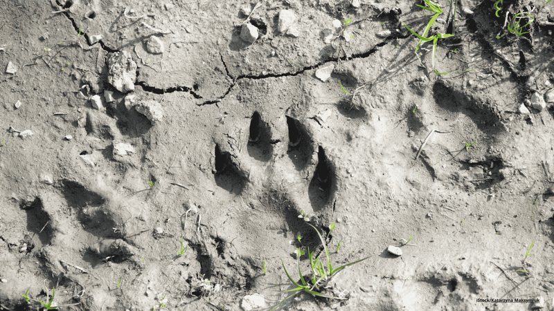 Tierspuren erkennen: Fährten lesen
