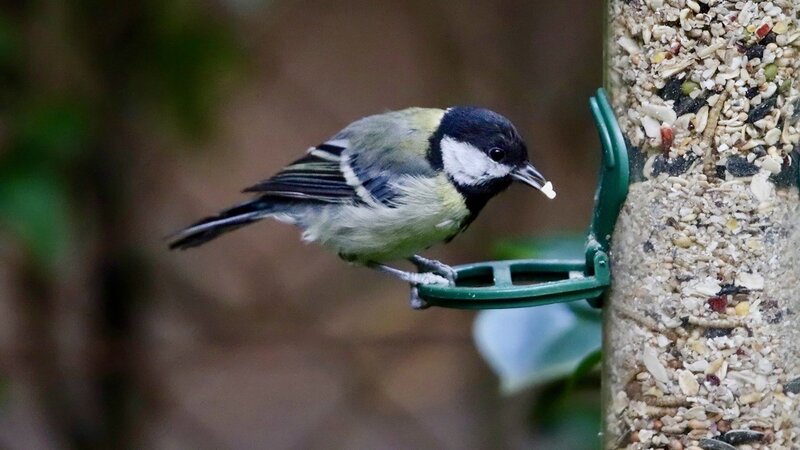 Alles was Sie über das Vogelfüttern im Winter wissen müssen