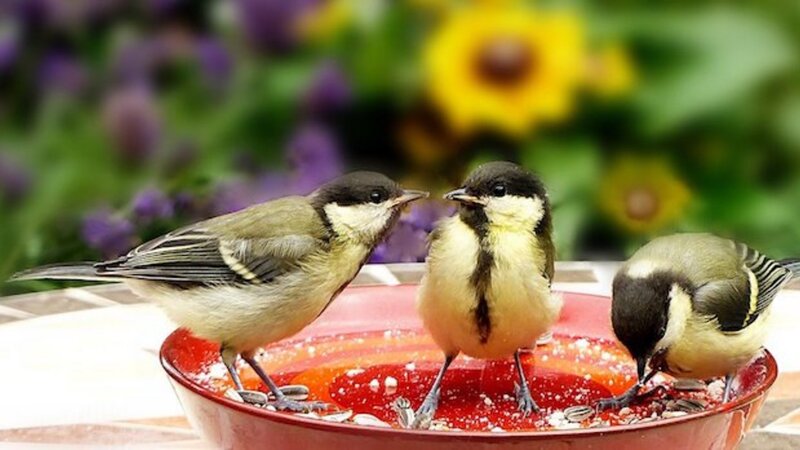 Tipps zur Vogelbeobachtung im Garten