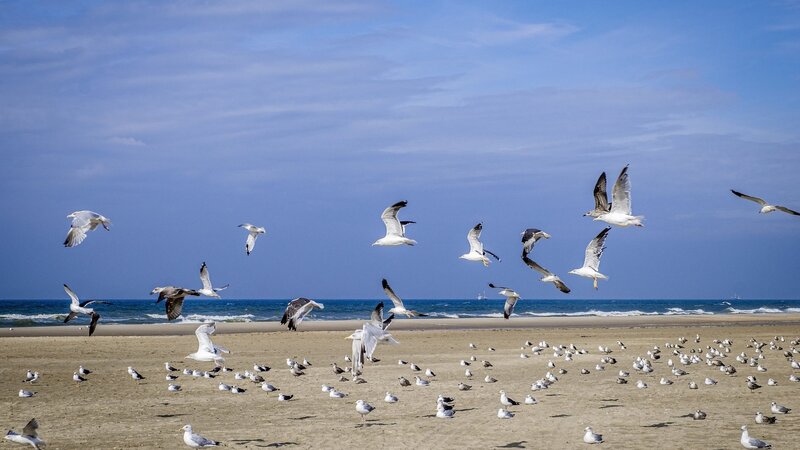 Vogelbeobachtung am Wattenmeer
