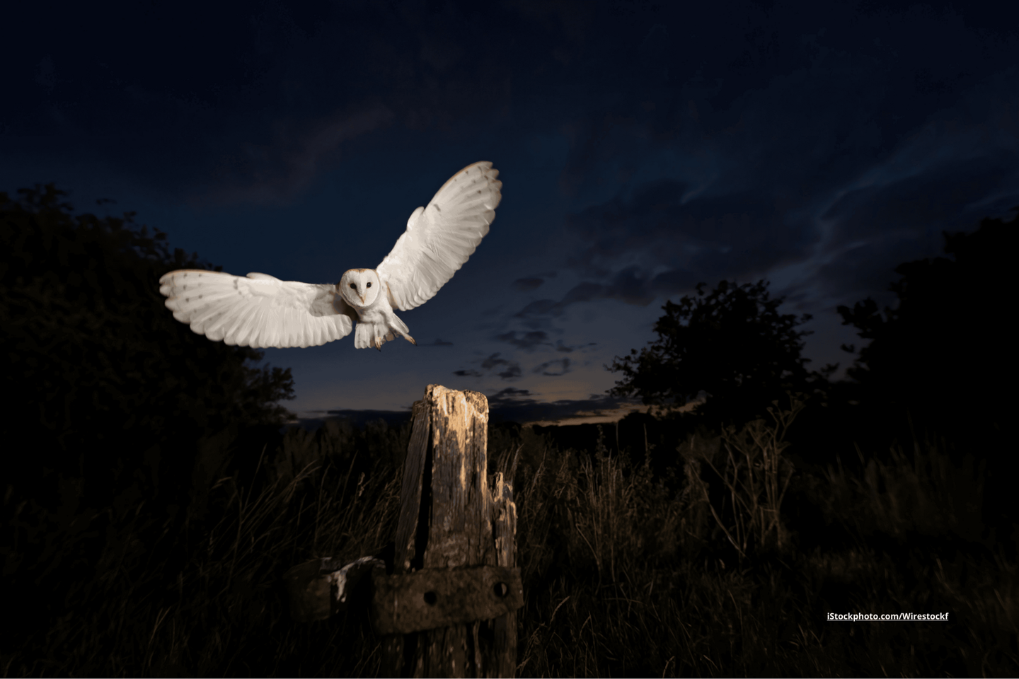 Eine Schleiereule im Flug, mit ausgebreiteten Flügeln. Der Hintergrund ist dunkel, man sieht die Sonne untergehen. Im Vordergrund ist ein Holzstumpf zu sehen, auf den die Eule zufliegt. 