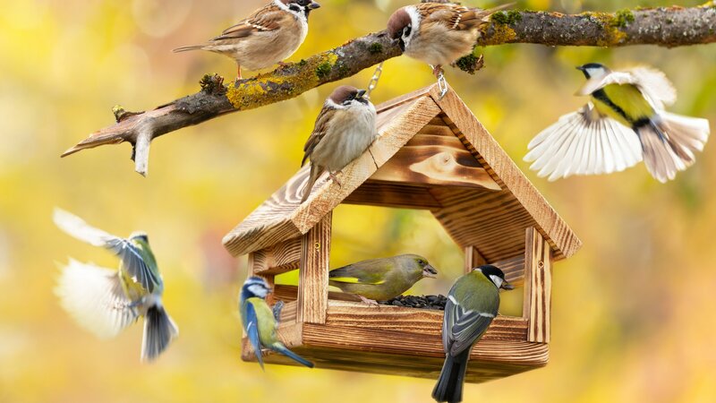 Vogelhäuschen: Hotspot der Vogelbeobachtung