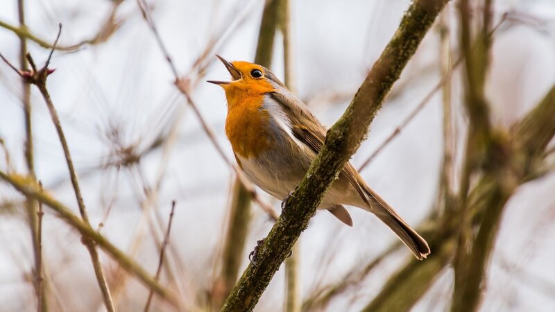 Vogelstimmen erkennen lernen