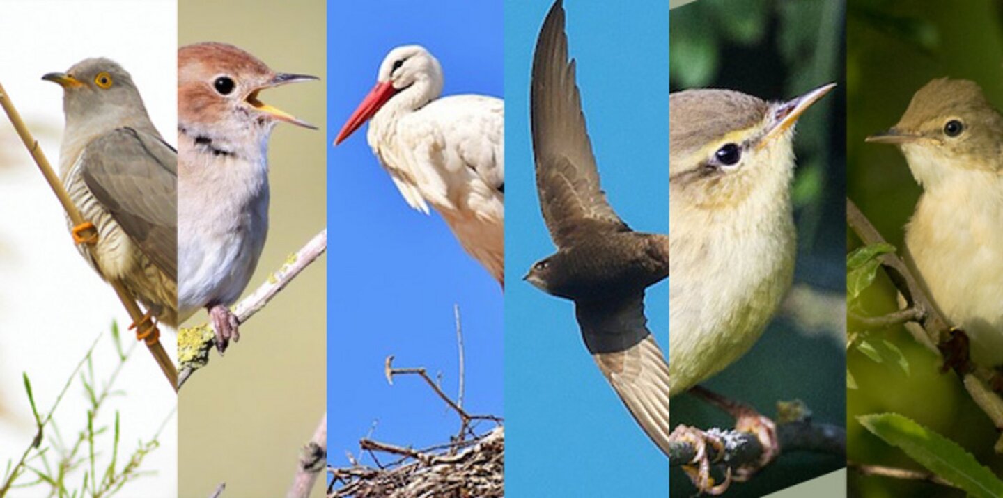 Eine Collage aus mehreren Vögeln