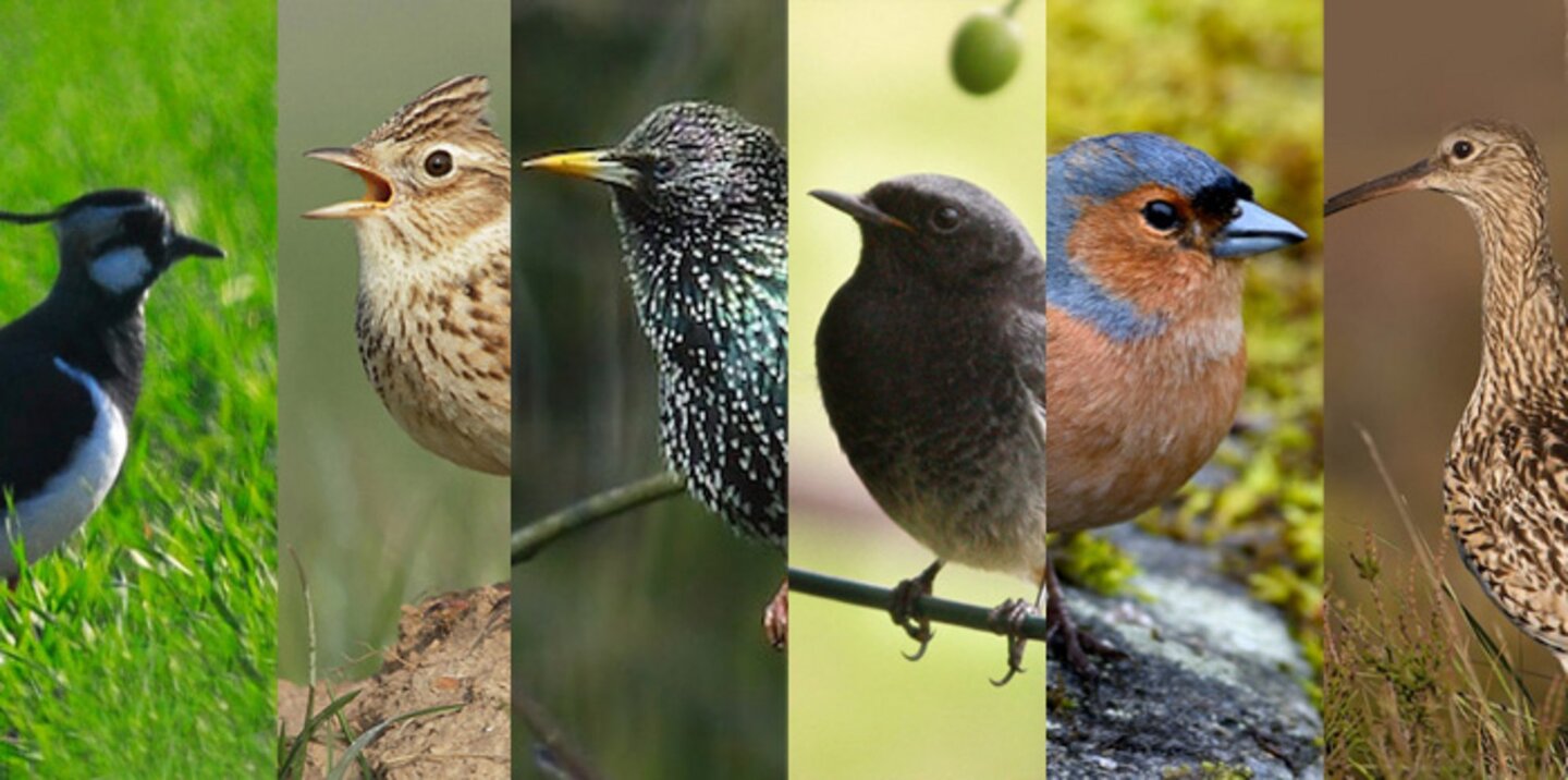 Das Bild zeigt eine Collage verschiedener Vogelarten, darunter: Kiebitz