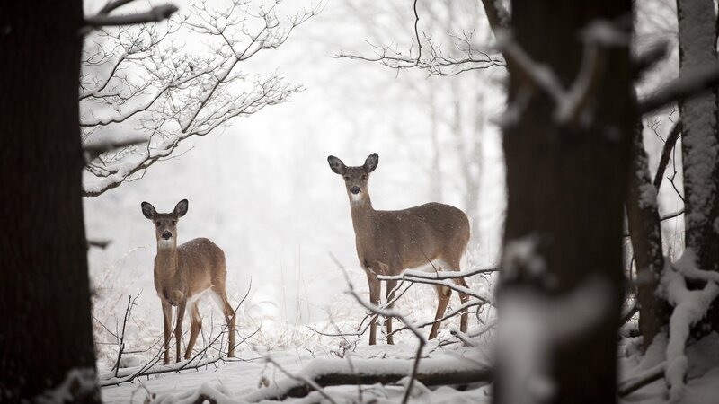 Waldbewohner in der Winterzeit