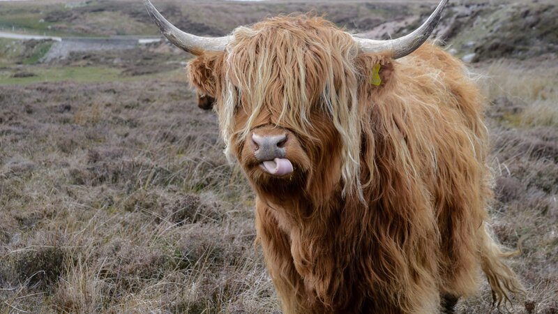Wandern auf dem West Highland Way