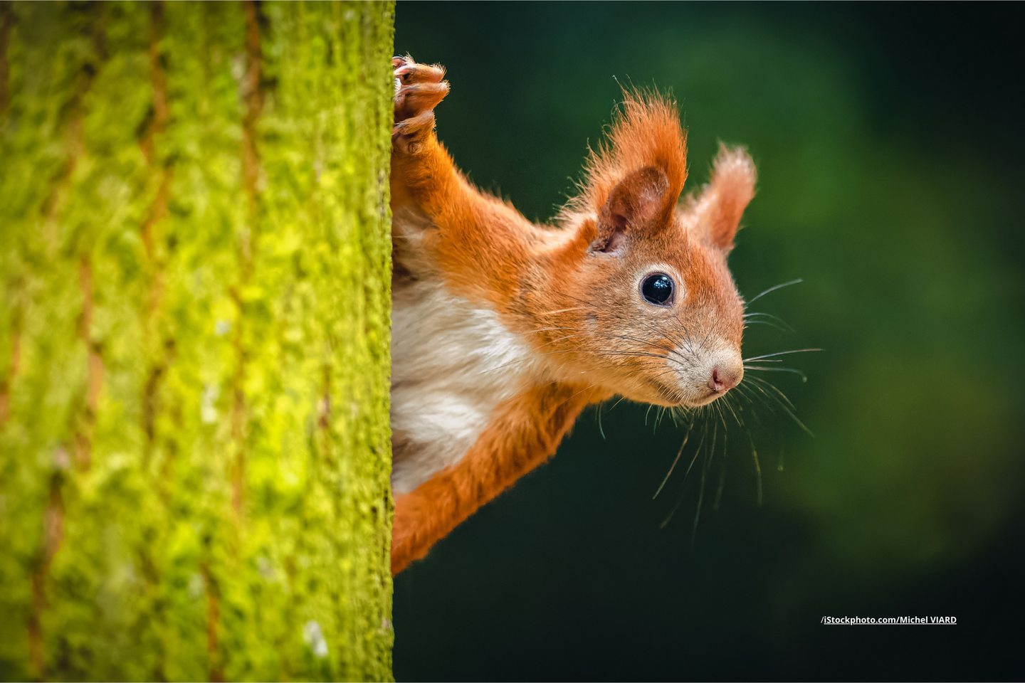 Ein Eichhörnchen, das hinter einem mit moosbewachsenem Baumstamm hervorschaut. 