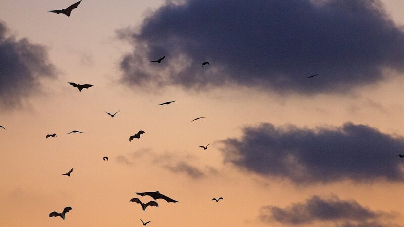 Wie navigieren Tiere? Echolokation und Geruch – Teil 2