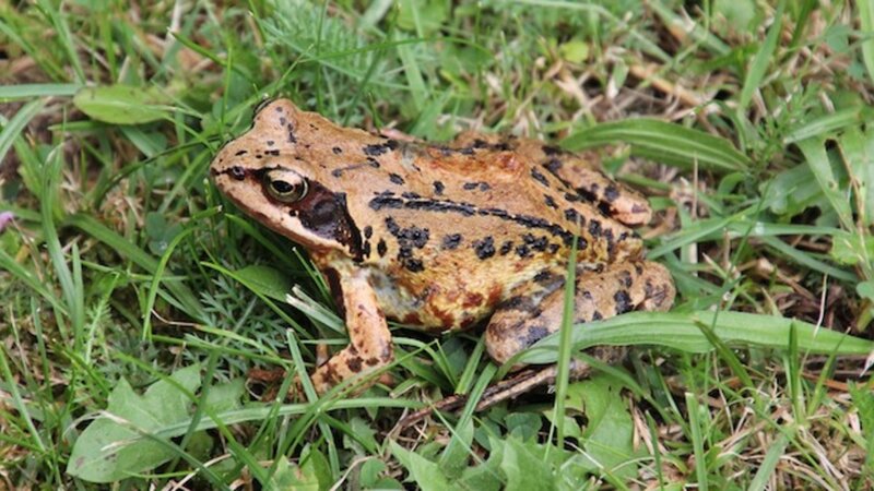 Wie Tiere das Wetter vorhersagen