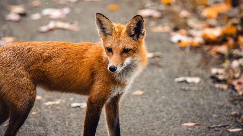 Wilde Nachbarn: Diese 10 Wildtiere erobern Deutschlands Städte
