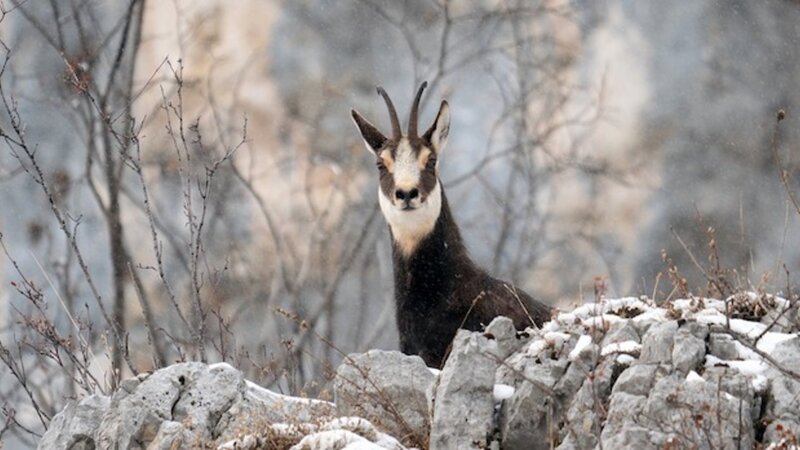 Wintersport: Stressfaktor für Wildtiere