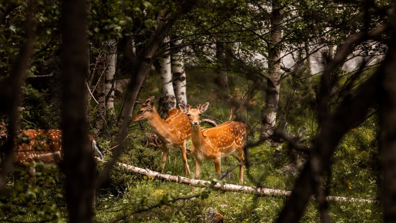 Zoos und Wildparks mit dem Fernglas erleben