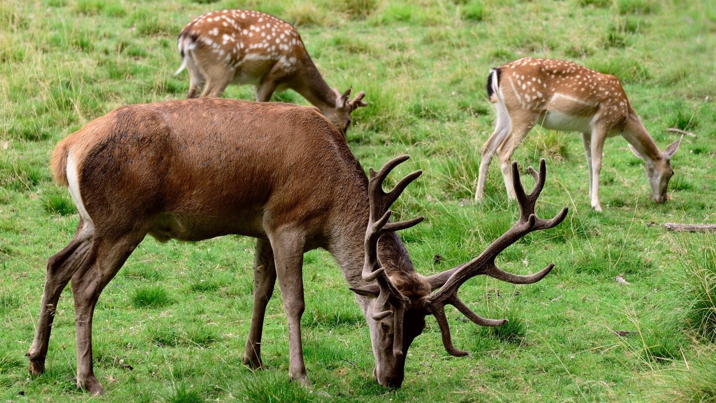 Drei Hirsche, darunter ein ausgewachsener Hirsch mit beeindruckendem Geweih, grasen friedlich auf einer grünen Wiese.
