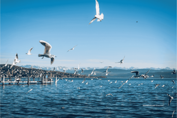 Eine große Schar Möwen, die über den Bodensee fliegt. Im Hintergrund sind Berge zu sehen. 