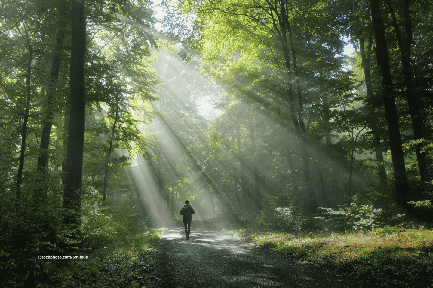 Ein Wanderer auf einem Waldweg. Das Sonnenlicht fällt durch das Laub der Bäume auf den Weg. 