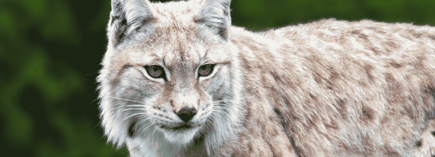 Ein Luchs, der auf einem Ast steht.